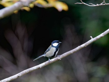 シジュウカラ 横浜市立金沢自然公園 2022年11月5日(土)