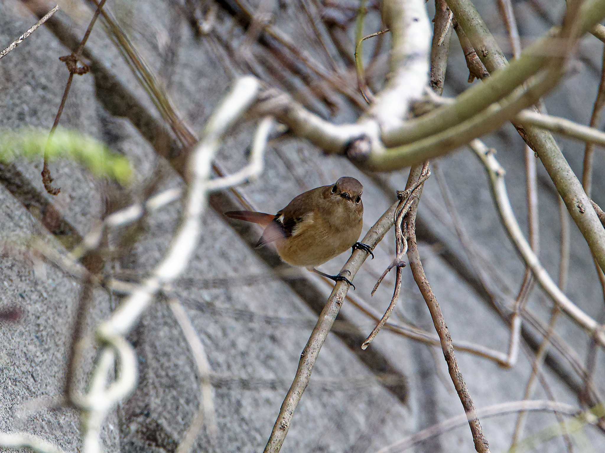 横浜市立金沢自然公園 ジョウビタキの写真 by しおまつ