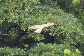 オオタカ 東京港野鳥公園 2022年11月5日(土)