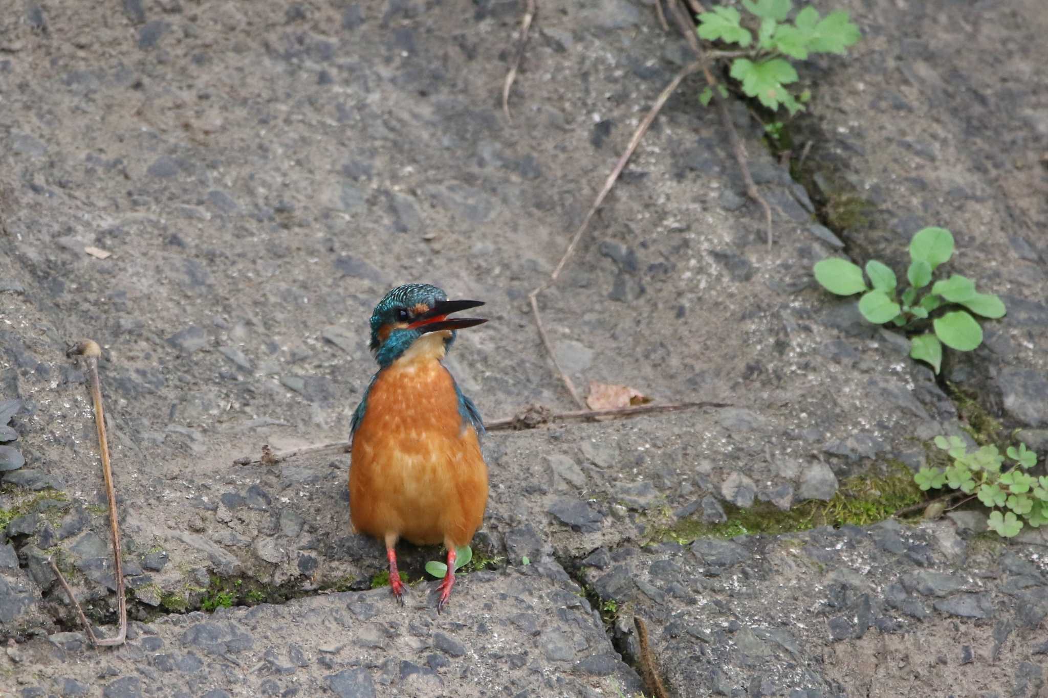 ひよこカワセミ by kingfisher_hidaka