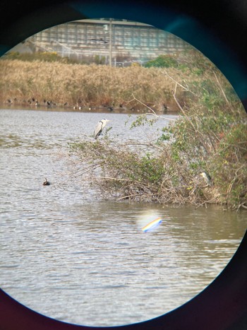 2022年11月5日(土) 福井大池(兵庫県)の野鳥観察記録