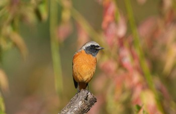 Daurian Redstart Kasai Rinkai Park Sat, 11/5/2022