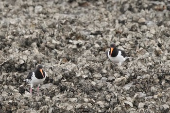 Eurasian Oystercatcher Kasai Rinkai Park Sat, 11/5/2022