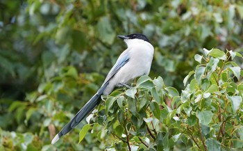 Azure-winged Magpie Kasai Rinkai Park Sat, 11/5/2022