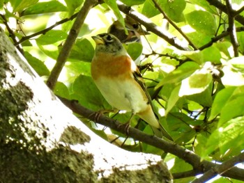 Brambling 木曽川河跡湖公園 Sat, 11/5/2022