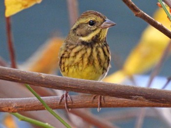 Masked Bunting 木曽川河跡湖公園 Sat, 11/5/2022