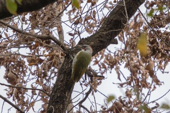 アオゲラ 東京都立桜ヶ丘公園(聖蹟桜ヶ丘) 2022年11月5日(土)