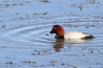 Common Pochard 岸和田市内 Sat, 11/5/2022