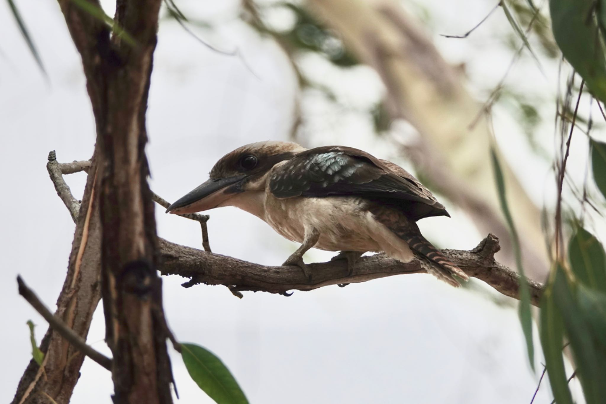 QLD,Australia ワライカワセミの写真 by のどか