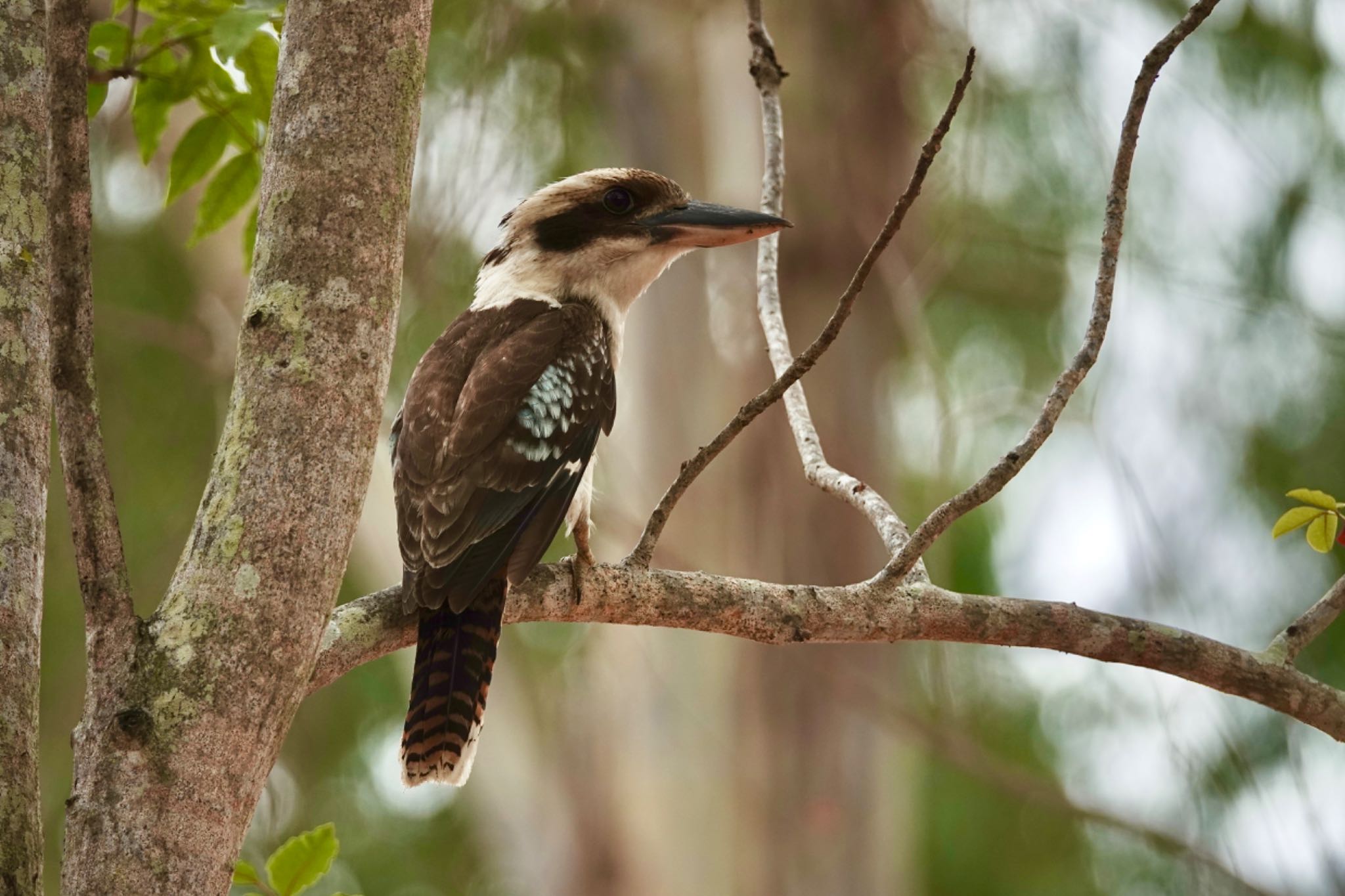 Photo of Laughing Kookaburra at QLD,Australia by のどか