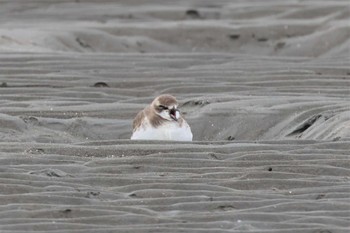 2022年11月5日(土) ふなばし三番瀬海浜公園の野鳥観察記録