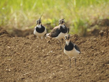 2022年11月5日(土) 平塚田んぼの野鳥観察記録