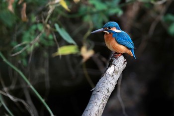 カワセミ 秋ヶ瀬公園(ピクニックの森) 2022年11月5日(土)