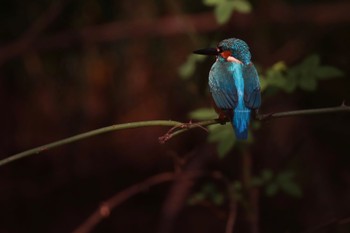 カワセミ 秋ヶ瀬公園(ピクニックの森) 2022年11月5日(土)