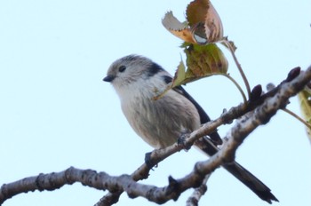 Long-tailed Tit Mizumoto Park Sat, 11/5/2022