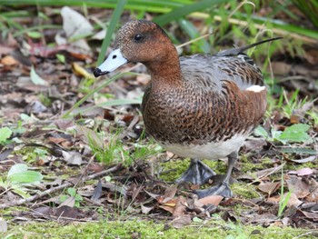 ヒドリガモ じゅん菜池緑地(蓴菜池緑地) 2022年10月10日(月)