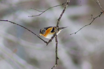 アトリ 菅平 2018年2月21日(水)