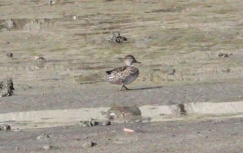 2022年11月5日(土) 美濃川河口(知多市)の野鳥観察記録