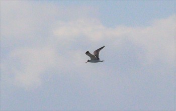 Sat, 11/5/2022 Birding report at Fujimae Tidal Flat