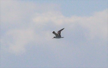 2022年11月5日(土) 藤前干潟の野鳥観察記録