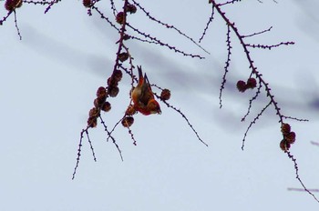 イスカ 菅平 2018年2月21日(水)