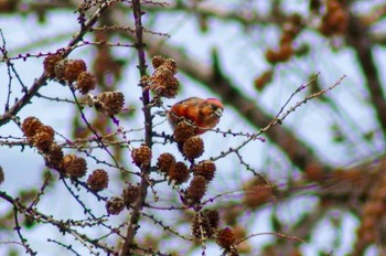 イスカ 菅平 2018年2月21日(水)