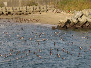 2022年11月4日(金) 甲子園浜(兵庫県西宮市)の野鳥観察記録