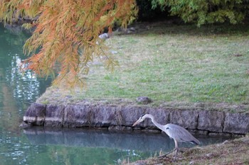 Grey Heron 奈良県 Sat, 11/5/2022