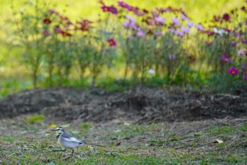 White Wagtail 奈良県 Sat, 11/5/2022