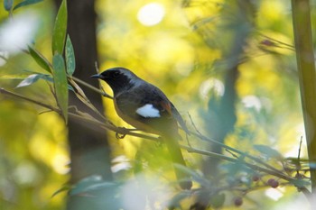 Daurian Redstart 奈良県 Sat, 11/5/2022