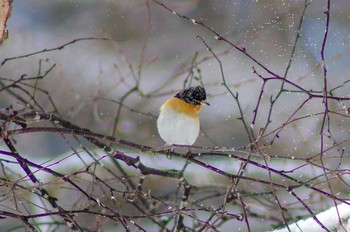 Brambling 菅平 Wed, 2/21/2018