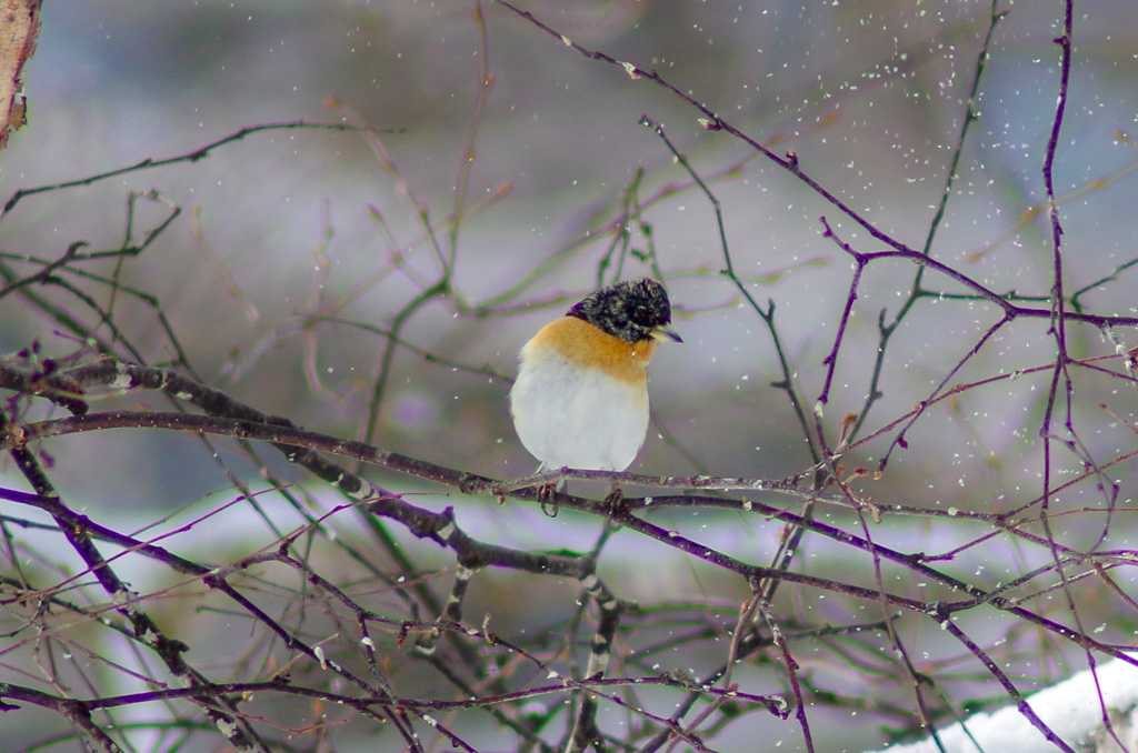 Photo of Brambling at 菅平 by たかとん