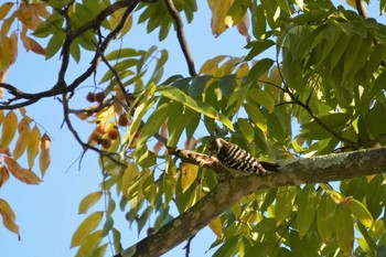 Japanese Pygmy Woodpecker 奈良県 Sat, 11/5/2022