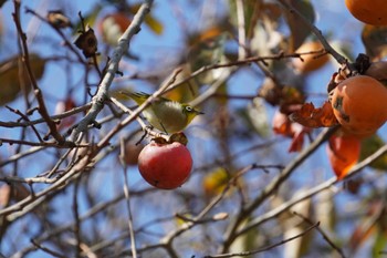 Warbling White-eye 奈良県 Sat, 11/5/2022