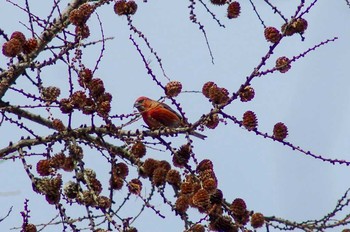 Red Crossbill 菅平 Wed, 2/21/2018