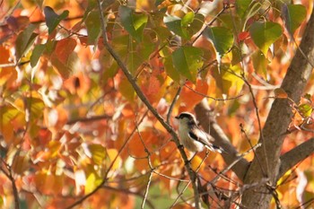 Long-tailed Tit 奈良県 Sat, 11/5/2022