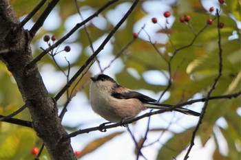 Long-tailed Tit 奈良県 Sat, 11/5/2022