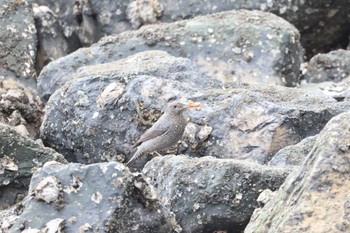 Blue Rock Thrush 城南島海浜公園 Sat, 11/5/2022