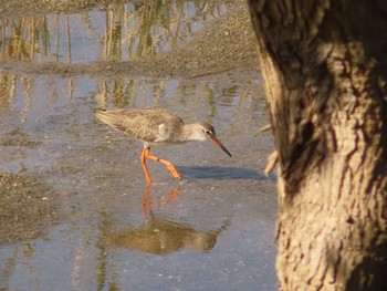 アカアシシギ 大阪南港野鳥園 2022年11月5日(土)