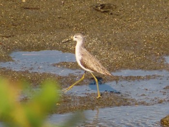 Marsh Sandpiper Osaka Nanko Bird Sanctuary Sat, 11/5/2022