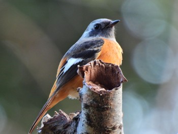 Daurian Redstart 鶴舞公園(名古屋) Fri, 11/4/2022