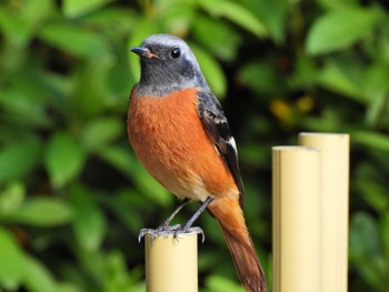 Daurian Redstart 鶴舞公園(名古屋) Fri, 11/4/2022