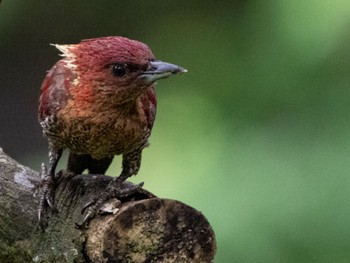 Banded Woodpecker Singapore Botanic Gardens Sat, 11/5/2022