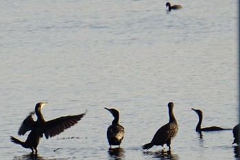 2022年11月4日(金) 江津湖の野鳥観察記録