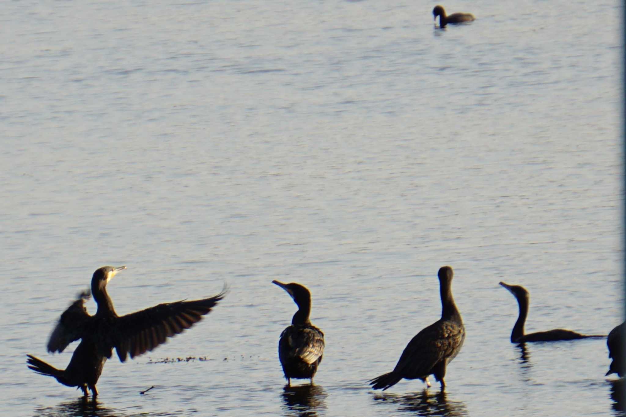 Great Cormorant