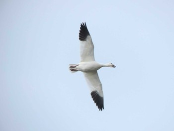 Snow Goose 長都沼(千歳市) Sat, 11/5/2022