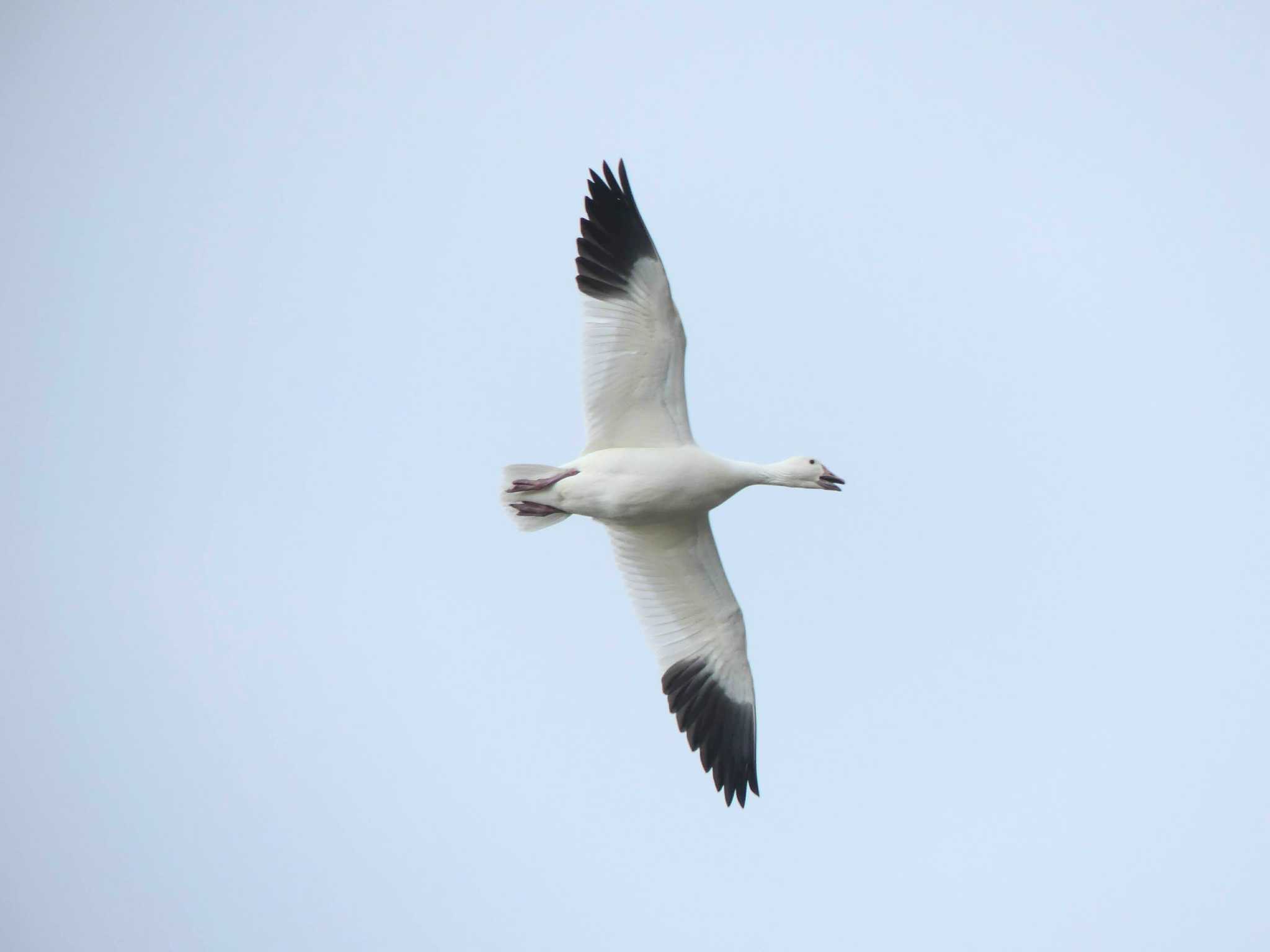 Snow Goose