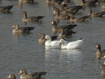 Snow Goose 長都沼(千歳市) Sat, 11/5/2022