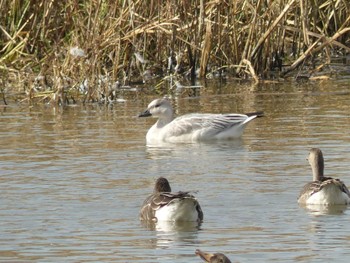 Snow Goose 長都沼(千歳市) Sat, 11/5/2022