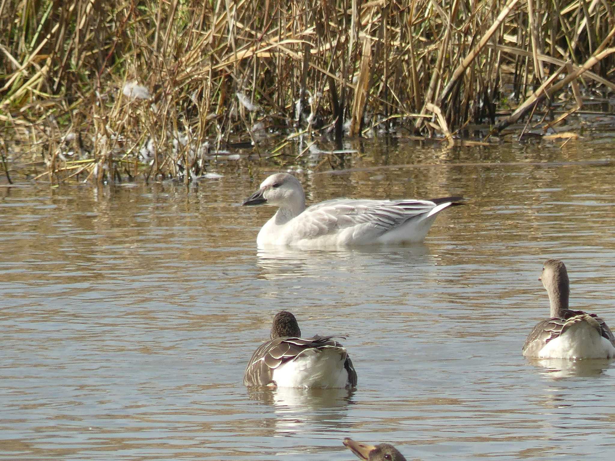 Snow Goose